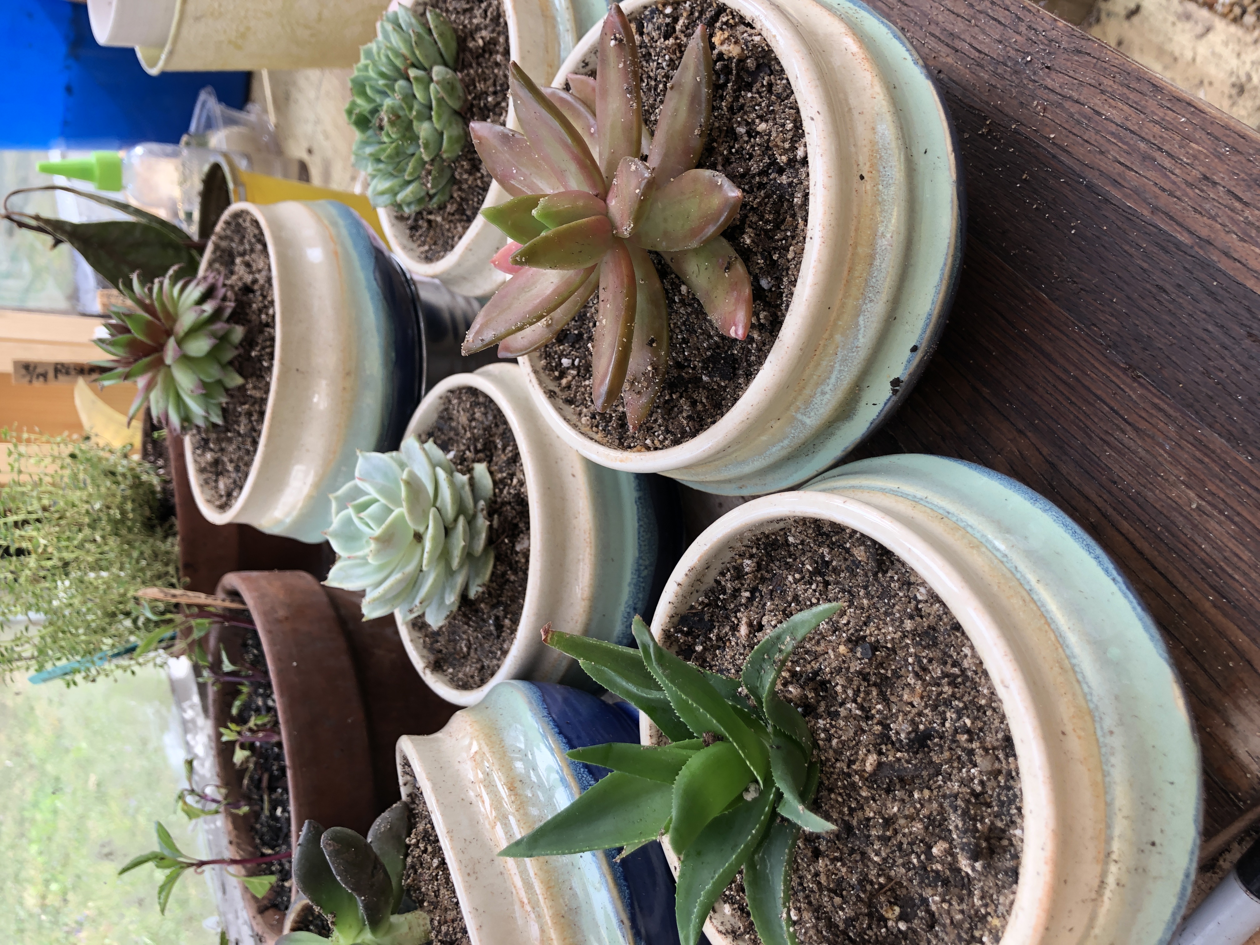 zen pots succulent rounds planters